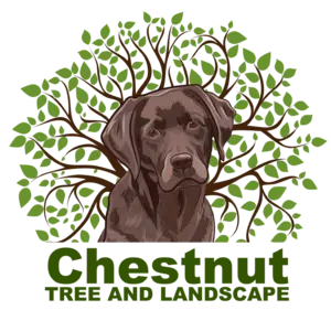 Chestnut Tree and Landscape